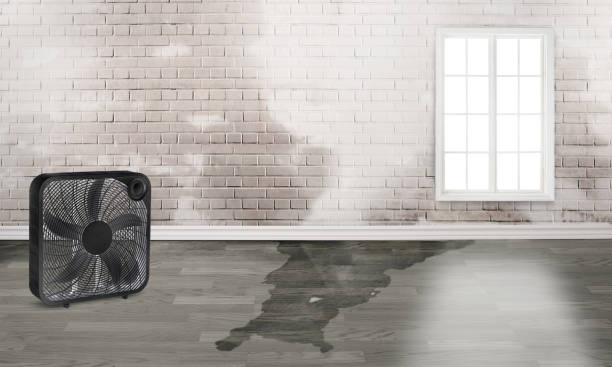 Best Basement water damage restoration  in Aumsville, OR
